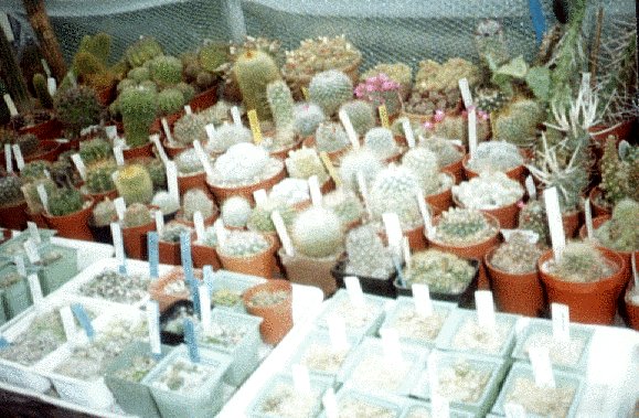 Photograph of Cacti used by cactus page of John Olsen and Shirley Olsen