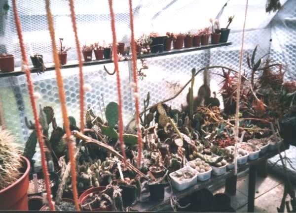 Et fotografi av kaktuser som brukt av kaktus siden av John Olsen og Shirley Olsen