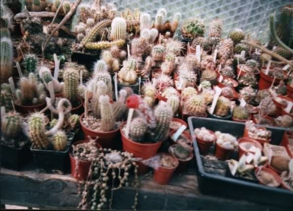 Photograph of Echinocereus polyacanthus v. huitcholensis used by cactus page of John Olsen and Shirley Olsen