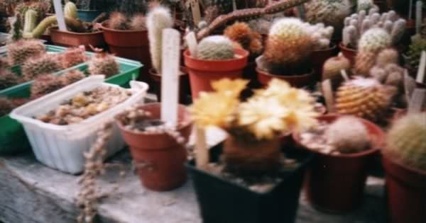 Et fotografi av Sulcorebutia candidae som brukt av kaktus siden av John Olsen og Shirley Olsen
