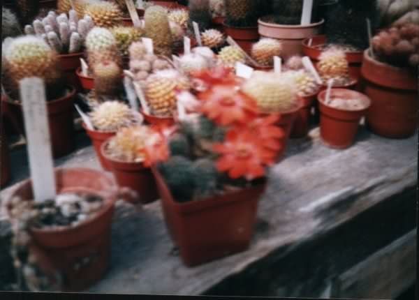 Photograph of Mediolobivia enanthema v. andinensis used by cactus page of John Olsen and Shirley Olsen