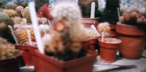 Photograph of Echinocereus finii used by cactus page of John Olsen and Shirley Olsen
